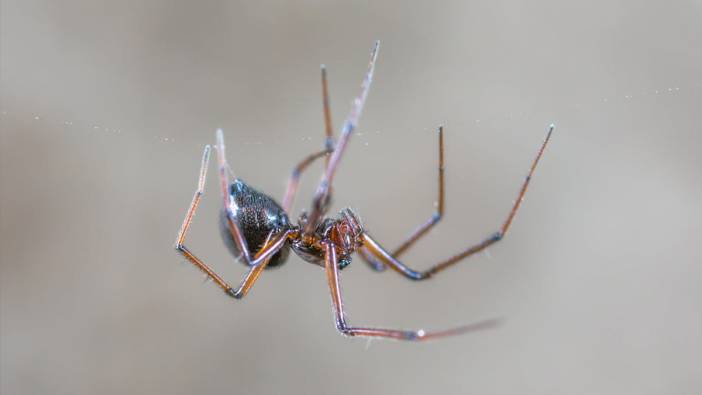 Hamam böcekleri ve örümcekler için evinizi ilaçlatmaya gerek yok: İşte en basit doğal haşere önleyici karışımlar