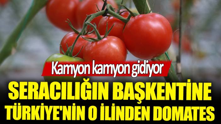 Kamyon kamyon gidiyor: Seracılığın başkentine Türkiye'nin o ilinden domates