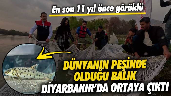 Dünyanın peşinde olduğu balık Diyarbakır’da ortaya çıktı! En son 11 yıl önce görüldü