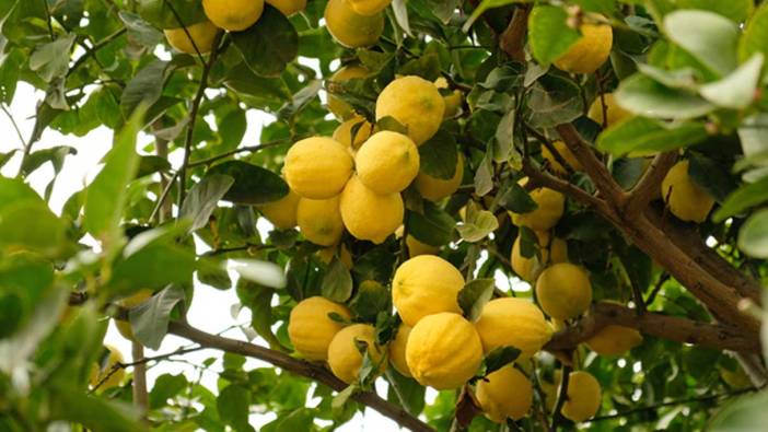 Limon hangi hastalıklara iyi gelir