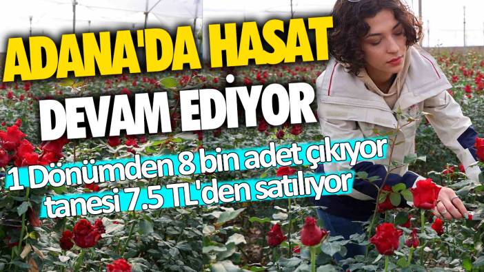 Adana'da hasat devam ediyor: Dönümden 8 bin adet çıkıyor... Tanesi 7.5 TL