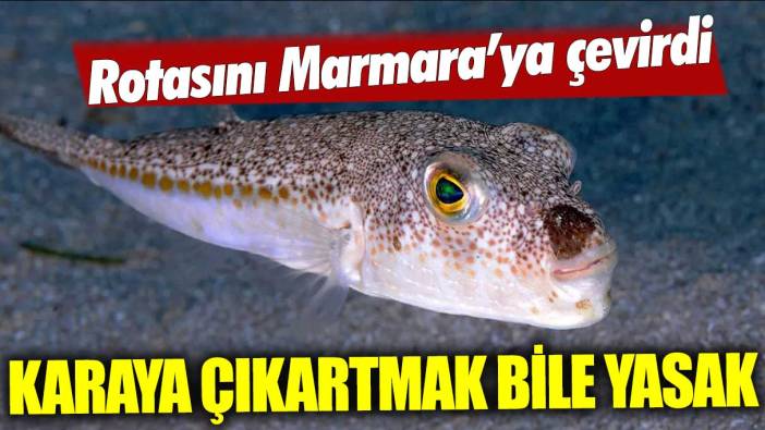 Zehirli balon balığı rotasını Marmara'ya çevirdi