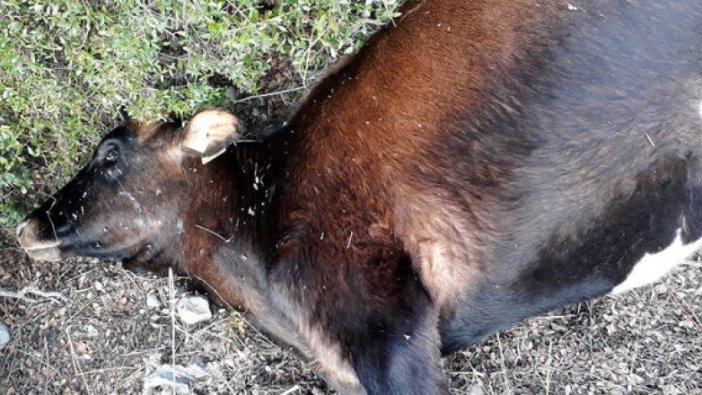 Adana'da yıldırım düştü 5 inek telef oldu