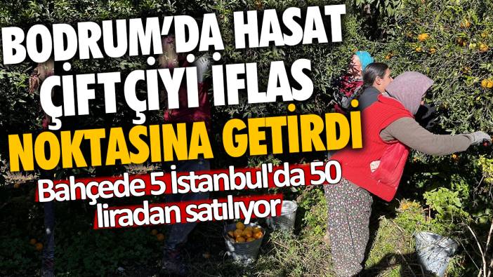 Bodrum'da hasat çiftçiyi iflas noktasına getirdi: Bahçede 5 İstanbul'da 50 liradan satılıyor