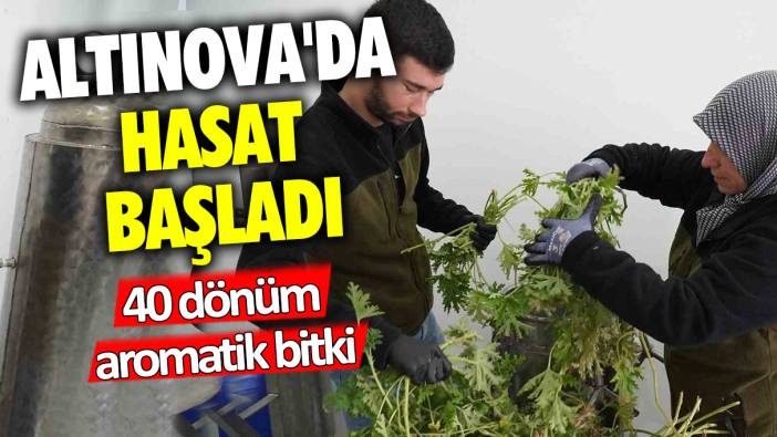 Altınova'da hasat başladı: 40 dönüm aromatik bitki...
