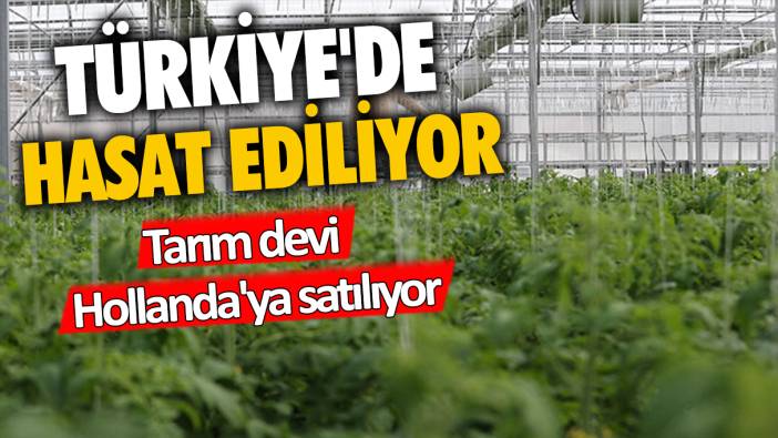 Türkiye'de hasat ediliyor: Tarım devi Hollanda'ya satılıyor
