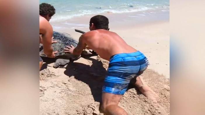Karaya vuran deniz kaplumbağası yeniden hayata döndürüldü
