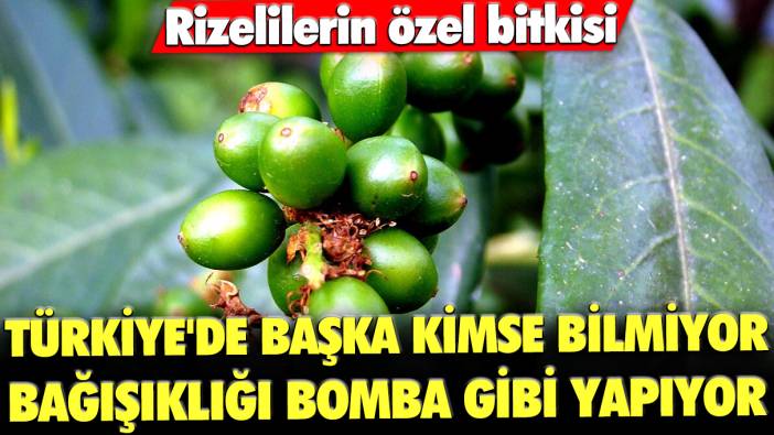 Rizelilerin özel bitkisi: Türkiye'de başka kimse bilmiyor... Bağışıklığı bomba gibi yapıyor