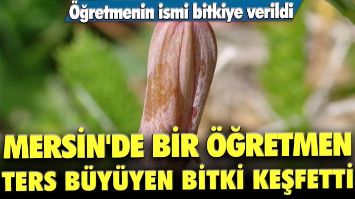 Mersin'de bir öğretmen ters büyüyen bitki keşfetti: Öğretmenin ismi bitkiye verildi!