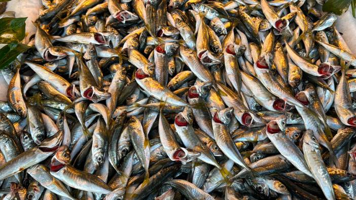 Akdeniz’de balık bereketi