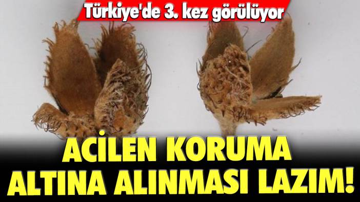 Türkiye'de 3. kez görülüyor: Acilen koruma altına alınması lazım!