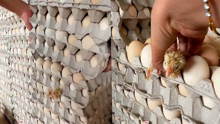 Omletlik yumurtadan civciv çıktı