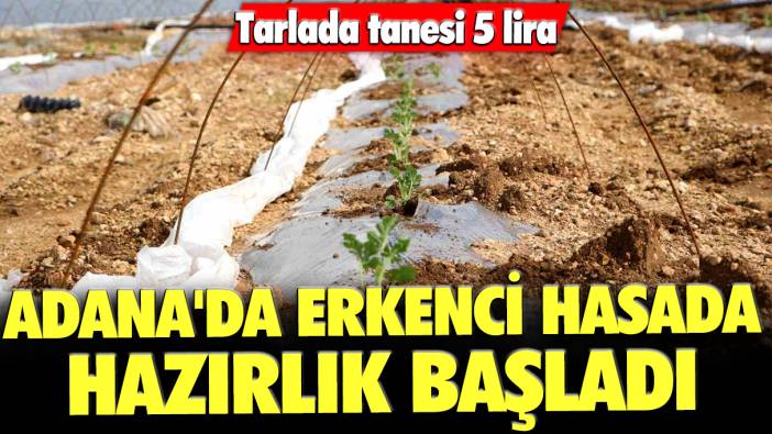 Adana'da erkenci hasada hazırlık başladı: Tarlada tanesi 5 lira