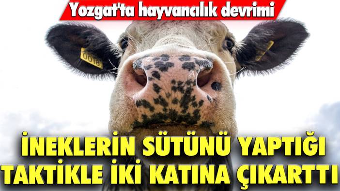 Yozgat'ta hayvancılık devrimi: İneklerin sütünü yaptığı taktikle iki katına çıkarttı