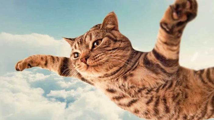 Rüyada uçan kedi görmek ne anlama gelir?