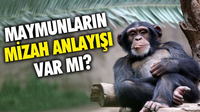 Bilim insanları açıkladı: Maymunların mizah anlayışı var mı?