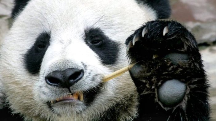 Panda Çuang Çuang'ın ölümüne Çin'den soruşturma