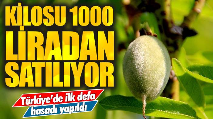 Türkiye'de ilk defa hasadı yapıldı: Kilosu 1000 liradan satılıyor!