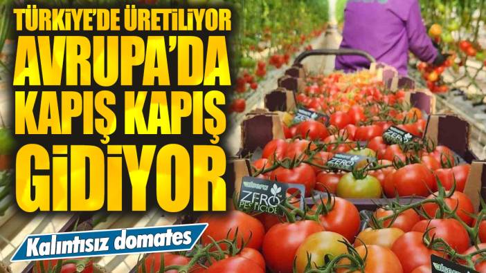 Türkiye'de üretiliyor Avrupa'da kapış kapış gidiyor: Kalıntısız domates
