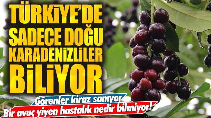 Türkiye'de sadece Doğu Karadenizliler biliyor: Görenler kiraz sanıyor... Bir avuç yiyen hastalık nedir bilmiyor!