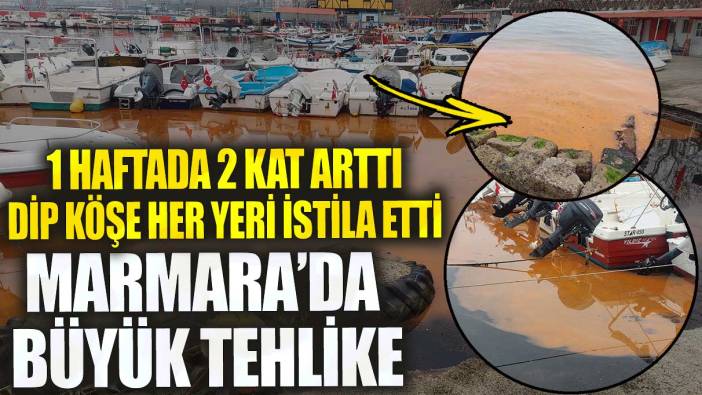Marmara’da büyük tehlike dip köşe her yeri istila etti
