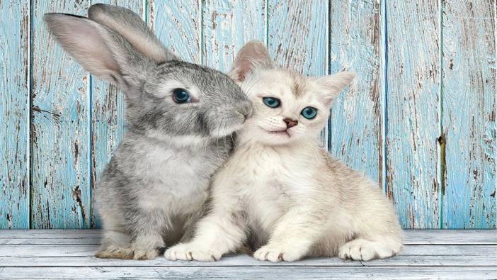 Rüyada kedi ile tavşan görmenin manası nedir?