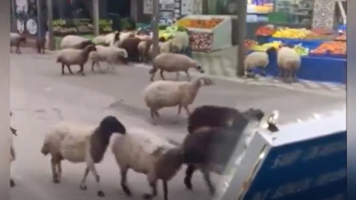 Koyunlar markete daldı