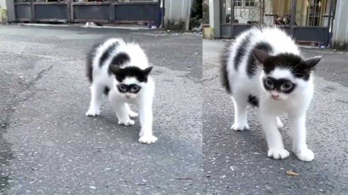 Maskeli kedi görenleri şaşırttı! Hem ilginç hem asi
