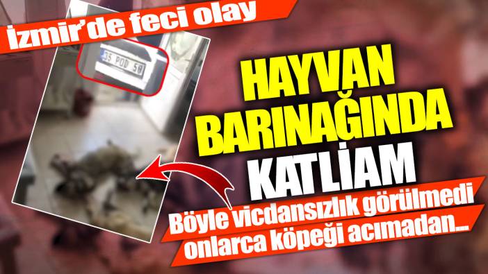İzmir’de feci olay! Hayvan barınağında katliam... Böyle vicdansızlık görülmedi onlarca köpeği acımadan...