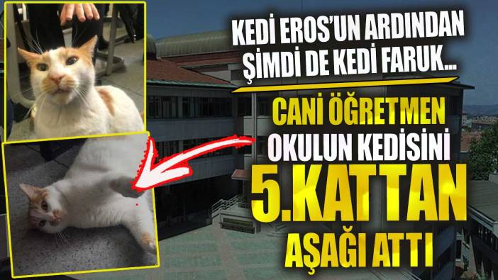 Cani öğretmen okulun kedisini 5. kattan aşağı attı! Kedi Eros’un ardından şimdi de kedi Faruk