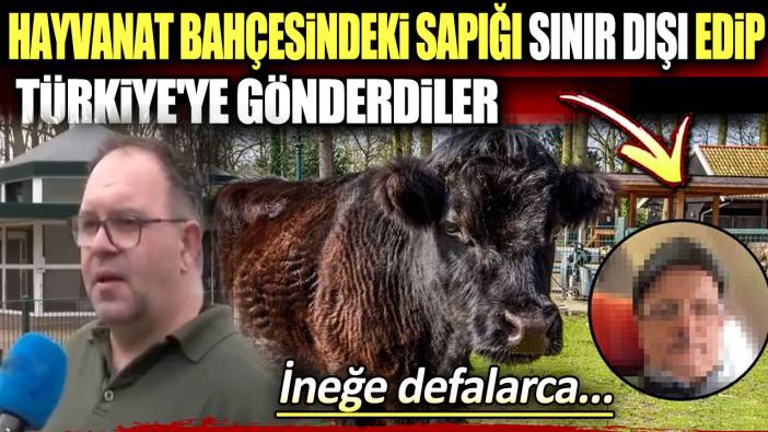Hayvanat bahçesindeki sapığı sınır dışı edip Türkiye'ye gönderdiler: İneğe defalarca tecavüz etmiş...