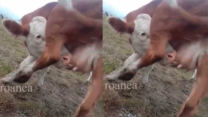 Et yiyen koyundan sonra  bu da kendi sütünü içen inek!