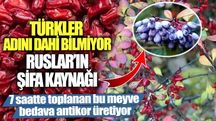 Türkler adını dahi bilmiyor Ruslar'ın şifa kaynağı!  7 saatte toplanan bu meyve bedava antikor üretiyor