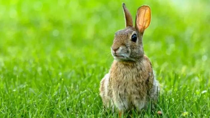 Rüyada tavşan görmek ne anlama gelir? Rüyada tavşan görmenin tabiri
