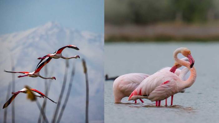 Flamingolar Akkaya Barajı’na akın etti