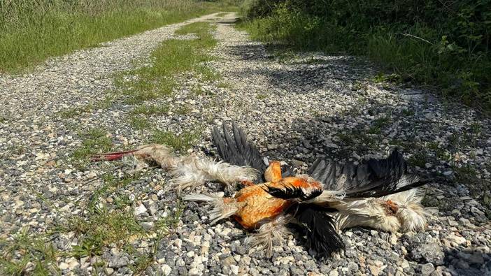 Hatay’da dehşet! Göç yolundaki leylekleri silahla vurdular