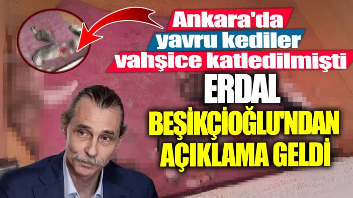 Ankara'da yavru kediler vahşice katledilmişti! Etimesgut Belediye Başkanı Erdal Beşikçioğlu'ndan açıklama geldi