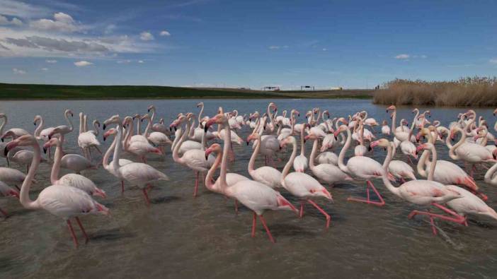 Ankara’nın renkli misafirleri: Flamingolar
