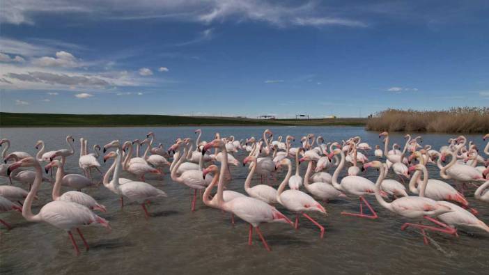 Ankara'nın renkli misafirleri flamingolar renk cümbüşü oluşturdu