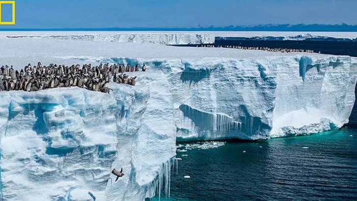 Yavru penguenlerin suya atladıkları görüntüler yayınlandı