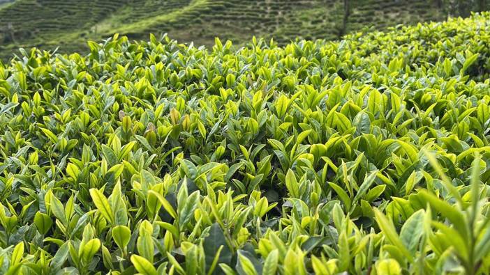 Türkiye'nin çay ihracatı ilk çeyrekte artış gösterdi