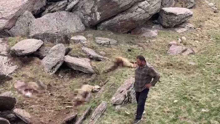 Kars'ta kurtlar 70 koyunu telef etti