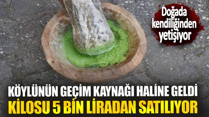 Kilosu 5 bin liradan satılıyor: Köylünün geçim kaynağı haline geldi