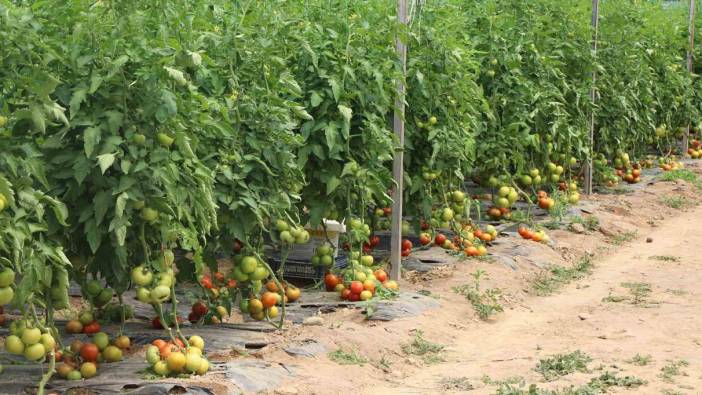 Amasya’da domates hasadı başladı! 100 bin ton rekolte bekleniyor