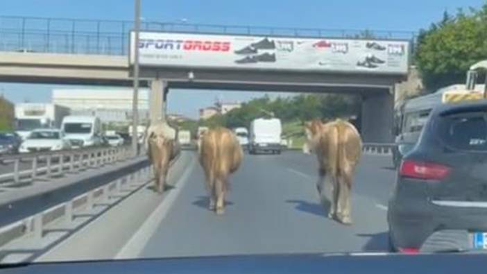 TEM Otoyolu'na çıkan inekler sürücülere zor anlar yaşattı