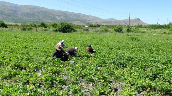 Malatya’da 'kırmızı elmas’ hasadı! 70 liradan satılıyor