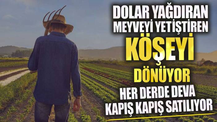 Dolar yağdıran meyveyi yetiştiren köşeyi dönüyor! Kapış kapış satılıyor