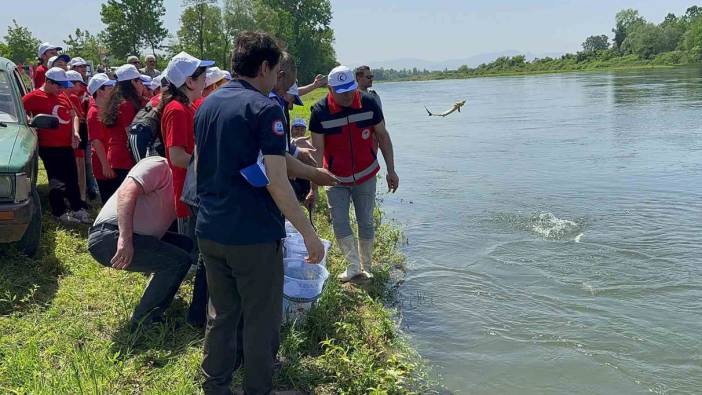 5 bin Mersin balığı Yeşilırmak’a salındı