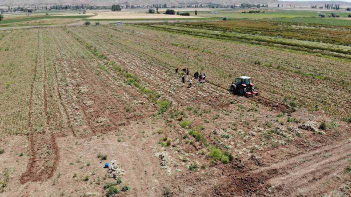 Hasadı başladı: Tam bir şifa deposu...200 ton rekolte bekleniyor