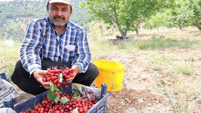 Kirazı işçi bulamayınca köylüler imece usulü topladı